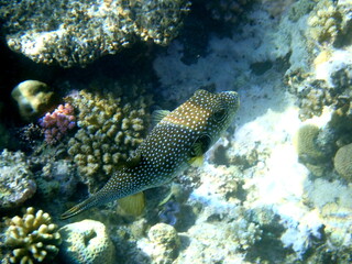 White spotted puffer fish over dark coral