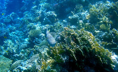 Spotted puffer fish swimming in the red sea