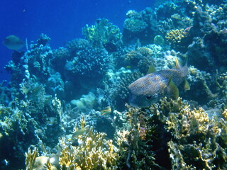 Spotted puffer fish swimming in the red sea