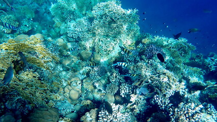 Vibrant shallow coral reef teeming with small fish
