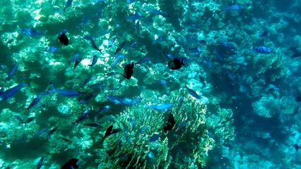 Vibrant shallow coral reef teeming with small fish