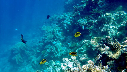 Schooling yellow striped butterflyfish over coral reef