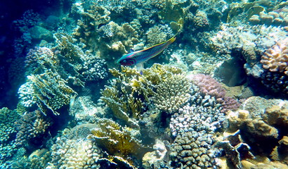Wrasse with red stripes over yellow coral reef