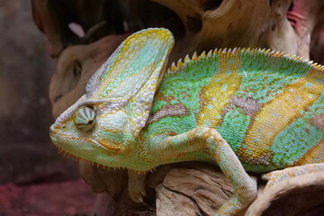Beautiful chameleon. Known for their ability to change body color
