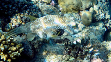 White spotted puffer fish over dark coral