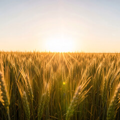 Fototapeta premium Golden field of ripe wheat under a bright sunlight. Concept of harvest, agriculture, and abundance for Thanksgiving or autumn celebration.