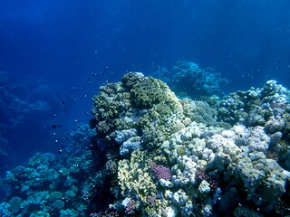 Vibrant shallow coral reef teeming with small fish