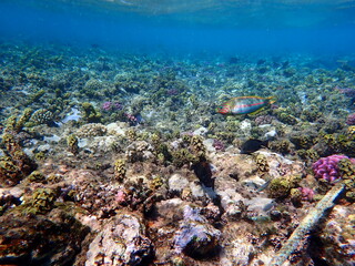 Wrasse with red stripes over yellow coral reef