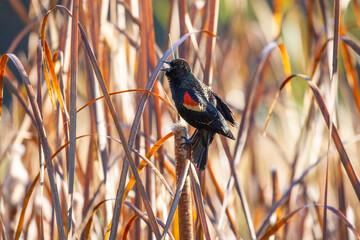 Redwing blackbird singing while perched on reeds