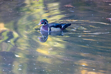Male wood duck swimming in autumn