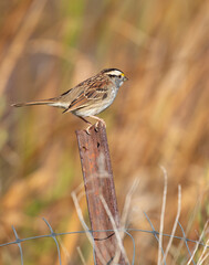 White throated sparrow perched on a fencepost