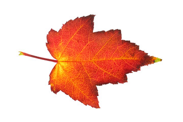 real red maple leaf isolated on white background