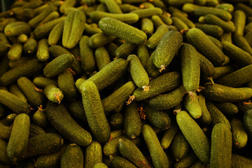 Pile of fresh green cucumbers at a market. Natural healthy vegetables perfect for vegan and organic food concepts