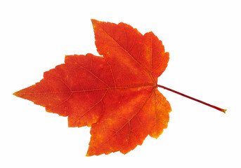 real red maple leaf isolated on white background