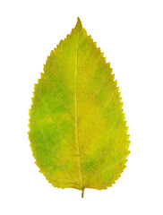 one yellow leaf on a white background