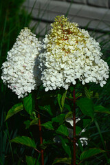 kwitnąca hortensja bukietowa, białe kwiaty, hydrangea paniculata or panicled hydrangea, krzew ozodbny, White flowers of hydrangea paniculata in garden. Hydrangea blooming. Hydrangea paniculata bloom  © kateej