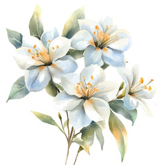 Jasmine Flower, watercolor clipart vector, isolated on a white background.