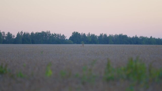 Tranquil Evening Fields at Dusk amd Deer , showcasing natures stunning beauty and dusks serenity