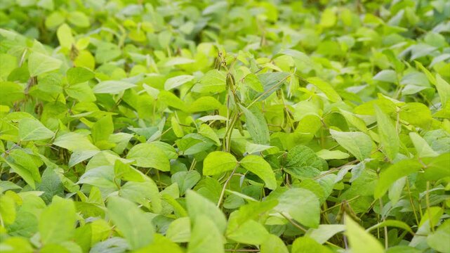 Natures lush Soybean greenery and vibrant plants offer beauty and tranquility, a peaceful retreat