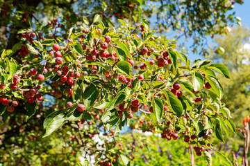 Chinese crab apple or Malus Hupehensis plant in Zurich in Switzerland 15.9.2025
