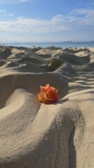 Une fleur sur la plage