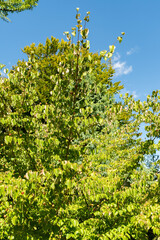 Chinese dogwood or Cornus Kousa plant in Zurich in Switzerland 15.9.2025