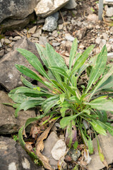 Caucasian pincushion flower or Lomelosia Caucasica plant in Zurich in Switzerland 15.9.2025
