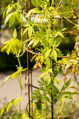 Fototapeta premium Caigua or Cyclanthera Pedata plant in Zurich in Switzerland 15.9.2025
