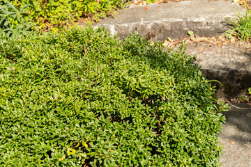 Daphne Sericea plant in Zurich in Switzerland 15.9.2025