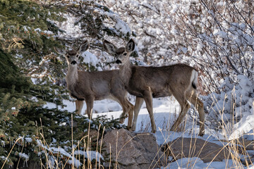 Pair of Alpine Deer