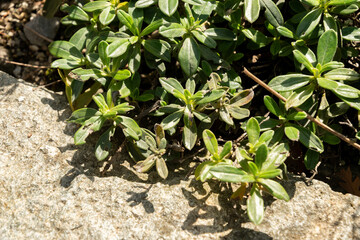 Olive leaved gromwell or Lithodora Oleifolia plant in Zurich in Switzerland 15.9.2025