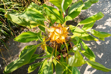 Golden lotus banana or Musella Lasiocarpa plant in Zurich in Switzerland 15.9.2025
