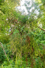 Rimu or Dacrydium Cupressinum plant in Zurich in Switzerland 15.9.2025