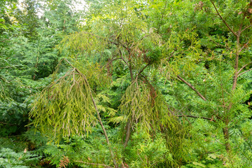 Rimu or Dacrydium Cupressinum plant in Zurich in Switzerland 15.9.2025