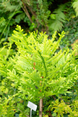 Hoop pine or Araucaria Cunninghamii plant in Zurich in Switzerland 15.9.2025