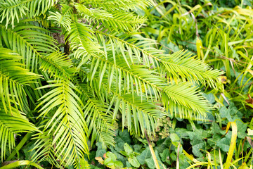 Wollemia Nobilis plant in Zurich in Switzerland 15.9.2025