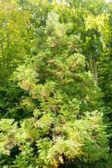 Fototapeta premium Cryptomeria Japonica plant in Zurich in Switzerland 15.9.2025