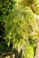 Mexican tree fern or Cibotium Schiedei plant in Zurich in Switzerland 15.9.2025