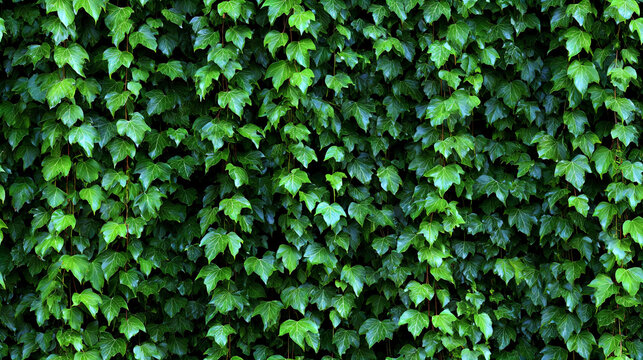 Green ivy leaves form a seamless pattern across a wall