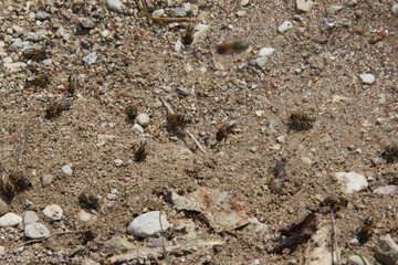 Honey bees are observed gathering water and minerals from the damp, sandy ground.