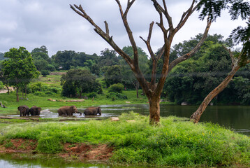Elephants bathing in a lake surrounded by lush greenery.