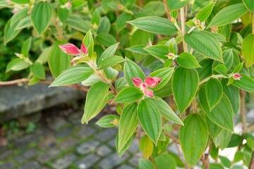 Obraz premium Tibouchina Urvilleana plant in Zurich in Switzerland 15.9.2025
