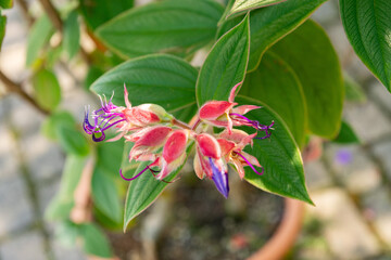 Obraz premium Tibouchina Urvilleana plant in Zurich in Switzerland 15.9.2025