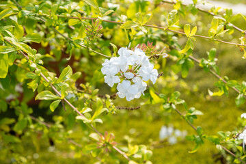 Obraz premium Cape leadwort or Plumbago Auriculata plant in Zurich in Switzerland 15.9.2025