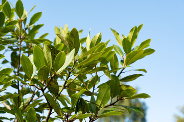 Azores laurel or Laurus Azorica plant in Zurich in Switzerland 15.9.2025