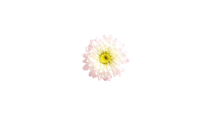Delicate, pale pink and white chrysanthemum flower isolated on a solid black background