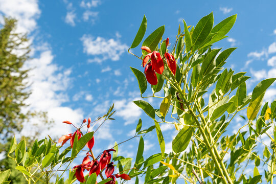 Cockspur coral tree or Erythrina Crista Galli plant in Zurich in Switzerland 15.9.2025