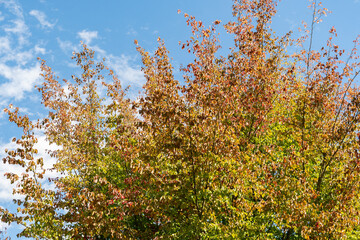 Persian ironwood or Parrotia Persica plant in Zurich in Switzerland 15.9.2025