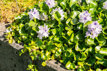 Water cabbage or Pistia Stratiotes plant in Zurich in Switzerland 15.9.2025