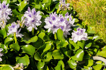 Water cabbage or Pistia Stratiotes plant in Zurich in Switzerland 15.9.2025